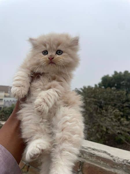 Persian triple coated punch face kitten 17