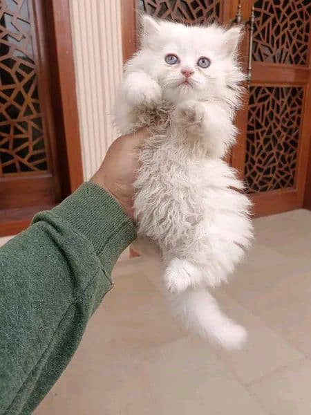 Persian triple coated punch face kitten 18