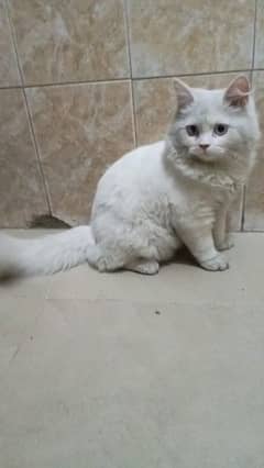 white male cat