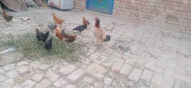 aseel hen with 10 chicks 03076224019