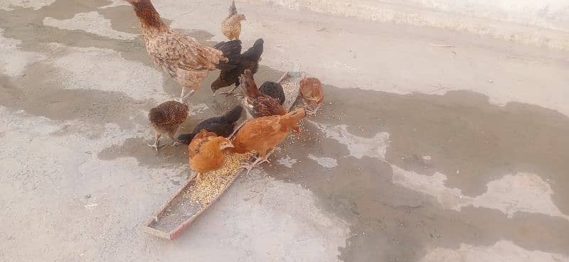 aseel hen with 10 chicks 03076224019 2