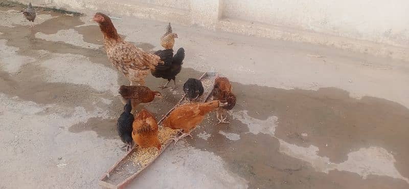 aseel hen with 10 chicks 03076224019 3