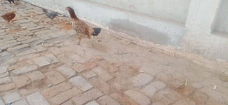 aseel hen with 10 chicks 03076224019 4
