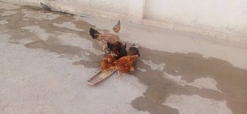 aseel hen with 10 chicks 03076224019 5