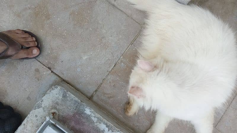 different cats or kittens peki or semi punch 5