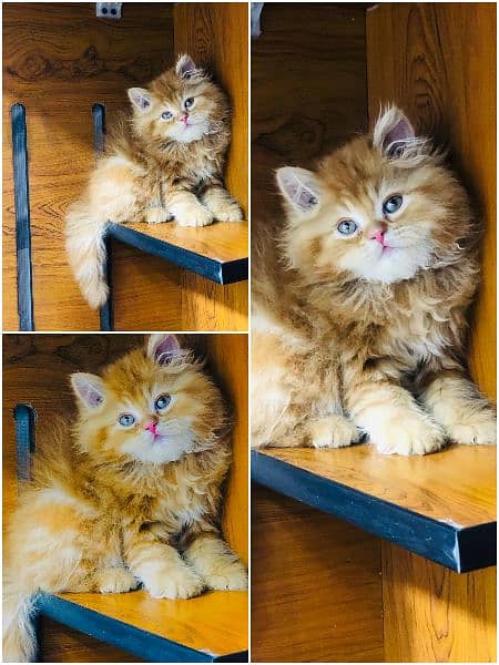 Persian triple coated kitten 2