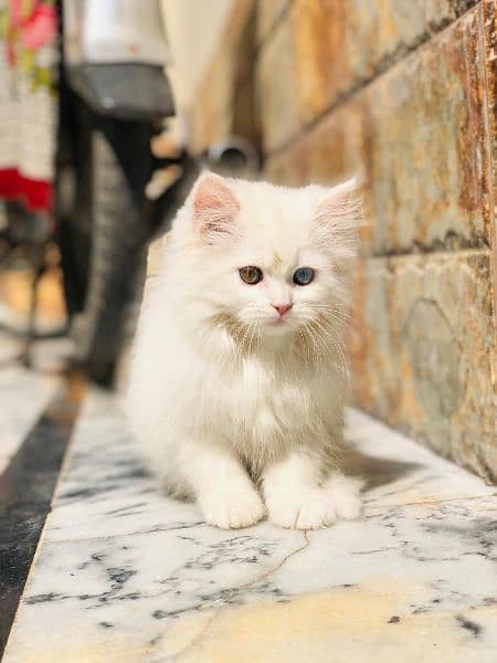 Persian triple coated kitten 7