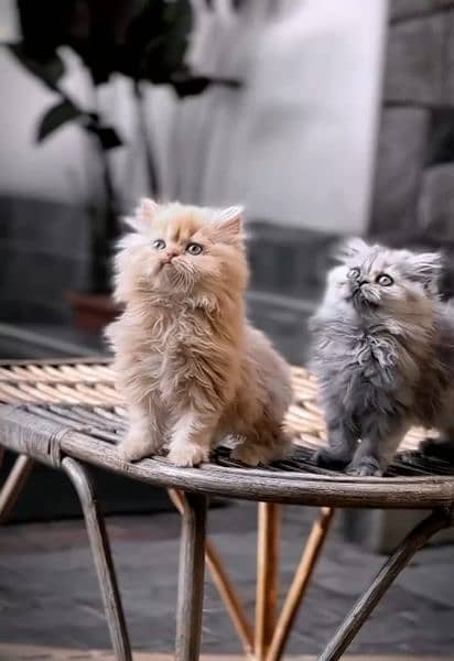 Persian triple coated kitten 13
