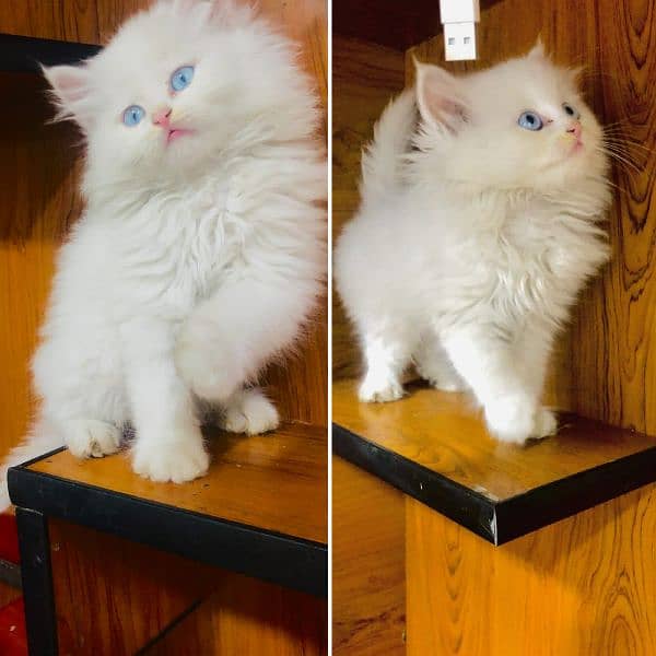 Persian triple coated kitten 15