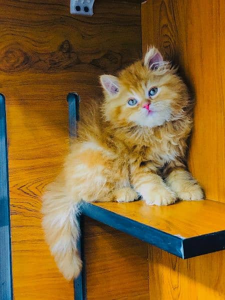 Persian triple coated kitten 17