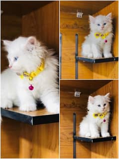 Persian triple coated kitten