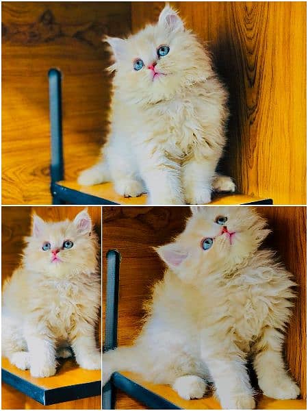 Persian triple coated kitten 4