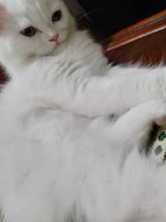 Male hazel eyes white Persian kitten