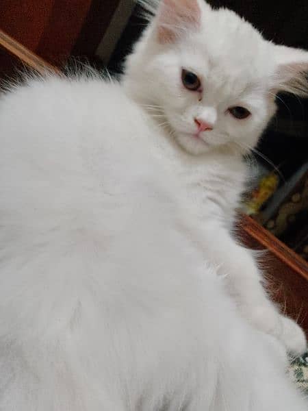 Male hazel eyes white Persian kitten 2