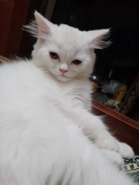 Male hazel eyes white Persian kitten 3