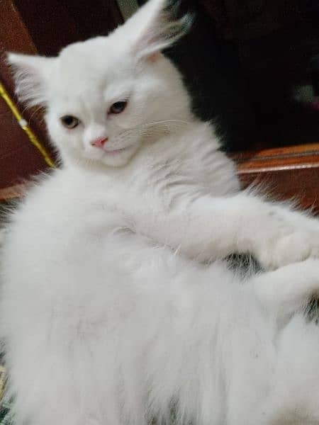 Male hazel eyes white Persian kitten 4