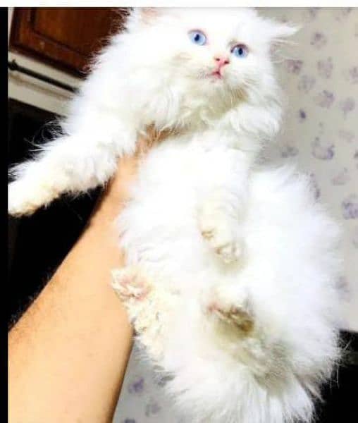 Persian triple coated punch face kitten 2