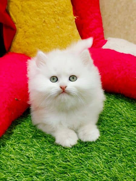 Persian triple coated punch face kitten 9