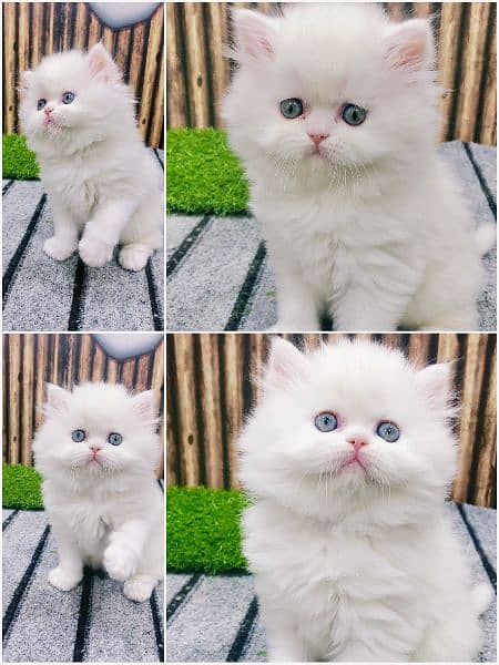 Persian triple coated punch face kitten 11