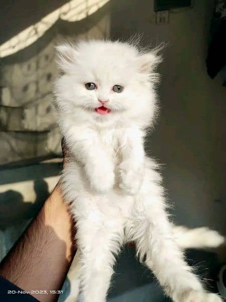 Persian Triple coated punch face kitten 14