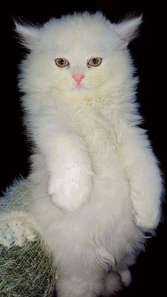 Persian Triple coated punch face kitten 19