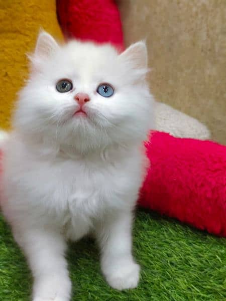 Persian triple coated punch face kitten 16