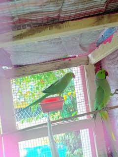 ringneck parrot For Sale in abbottabad