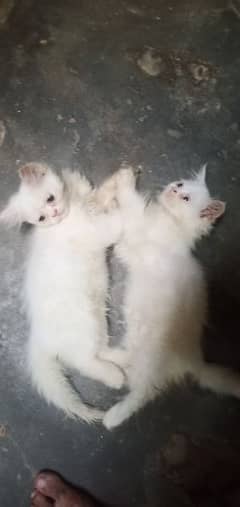 6 week age kitten persian home breed