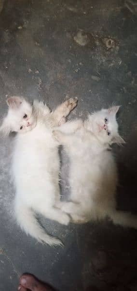 6 week age kitten persian home breed 1