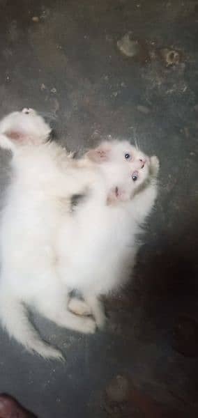 6 week age kitten persian home breed 2