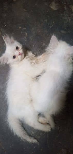 6 week age kitten persian home breed 3