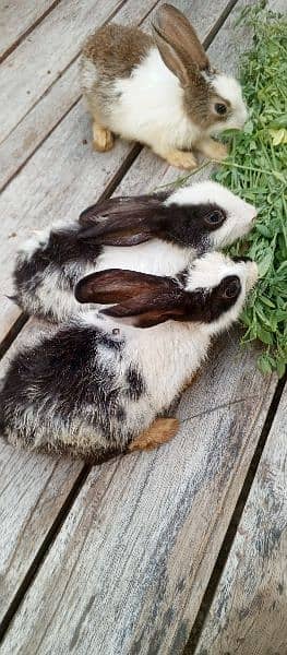 rabbit 3