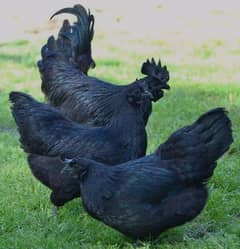 Ayam Cemani Eggs chicks and breeders available at vary vary reasonable