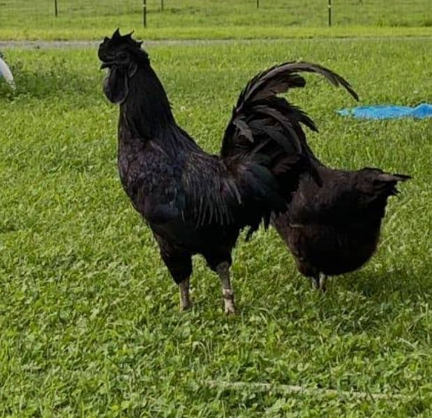 Ayam Cemani Eggs chicks and breeders available at vary vary reasonable 1