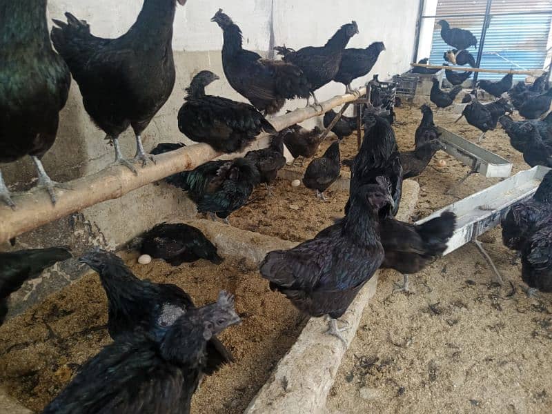 Ayam Cemani Eggs chicks and breeders available at vary vary reasonable 2