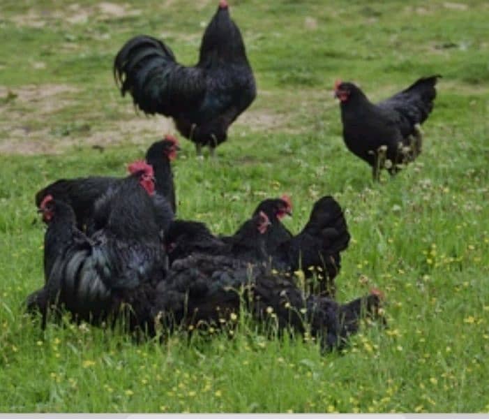 Ayam Cemani Eggs chicks and breeders available at vary vary reasonable 3