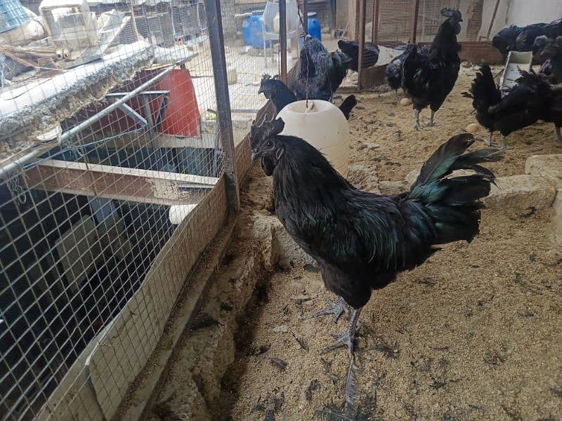 Ayam Cemani Eggs chicks and breeders available at vary vary reasonable 4