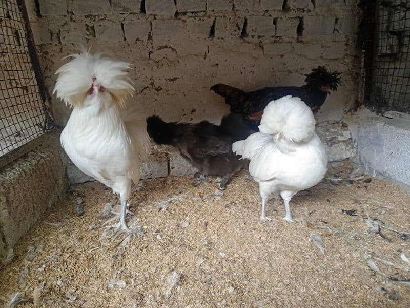 Ayam Cemani Eggs chicks and breeders available at vary vary reasonable 5