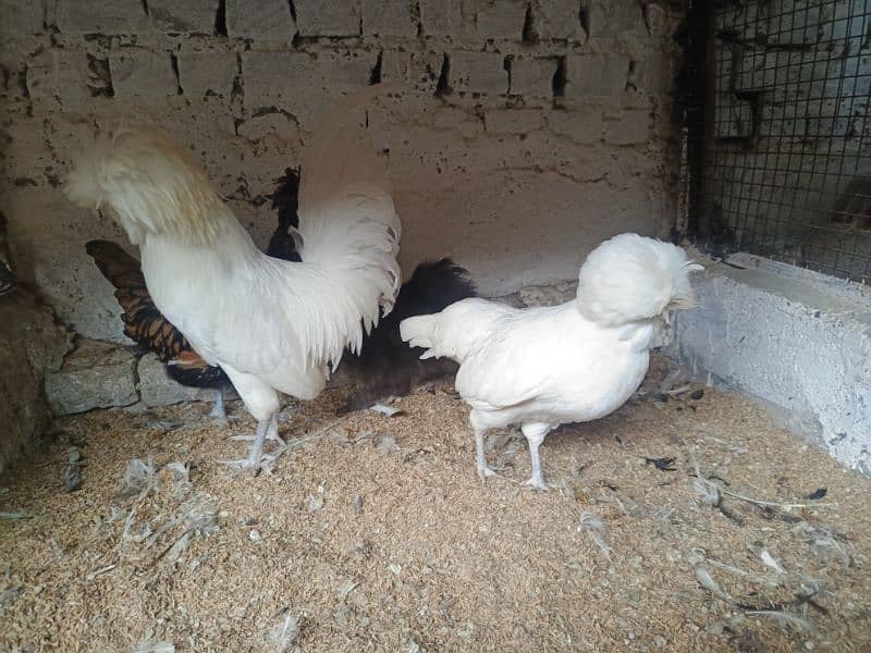 Ayam Cemani Eggs chicks and breeders available at vary vary reasonable 6