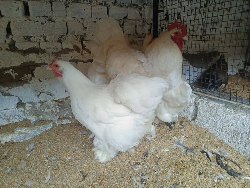 Ayam Cemani Eggs chicks and breeders available at vary vary reasonable 8