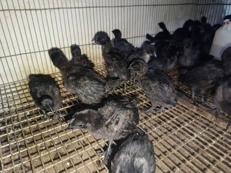 Ayam Cemani Eggs chicks and breeders available at vary vary reasonable 9