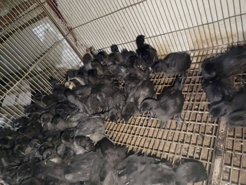 Ayam Cemani Eggs chicks and breeders available at vary vary reasonable 10