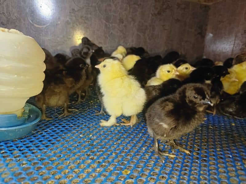 Ayam Cemani Eggs chicks and breeders available at vary vary reasonable 12