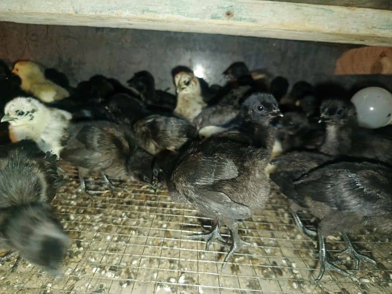 Ayam Cemani Eggs chicks and breeders available at vary vary reasonable 13
