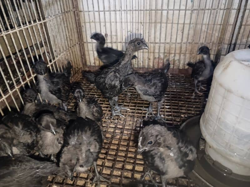 Ayam Cemani Eggs chicks and breeders available at vary vary reasonable 15