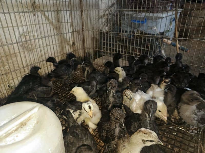 Ayam Cemani Eggs chicks and breeders available at vary vary reasonable 16