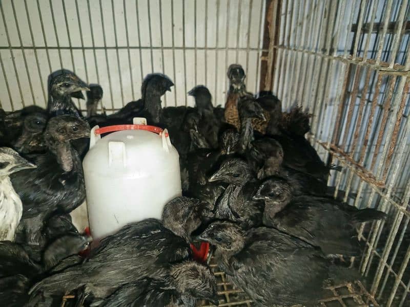 Ayam Cemani Eggs chicks and breeders available at vary vary reasonable 17