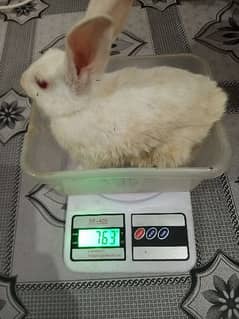 Breeder rabbits and bunnys for sale