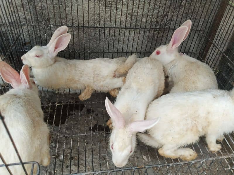 Breeder rabbits and bunnys for sale 1