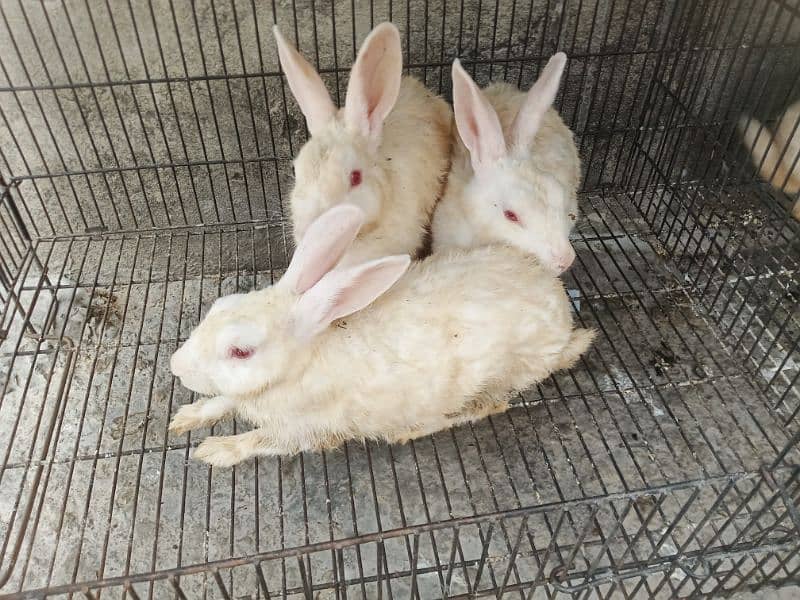 Breeder rabbits and bunnys for sale 2